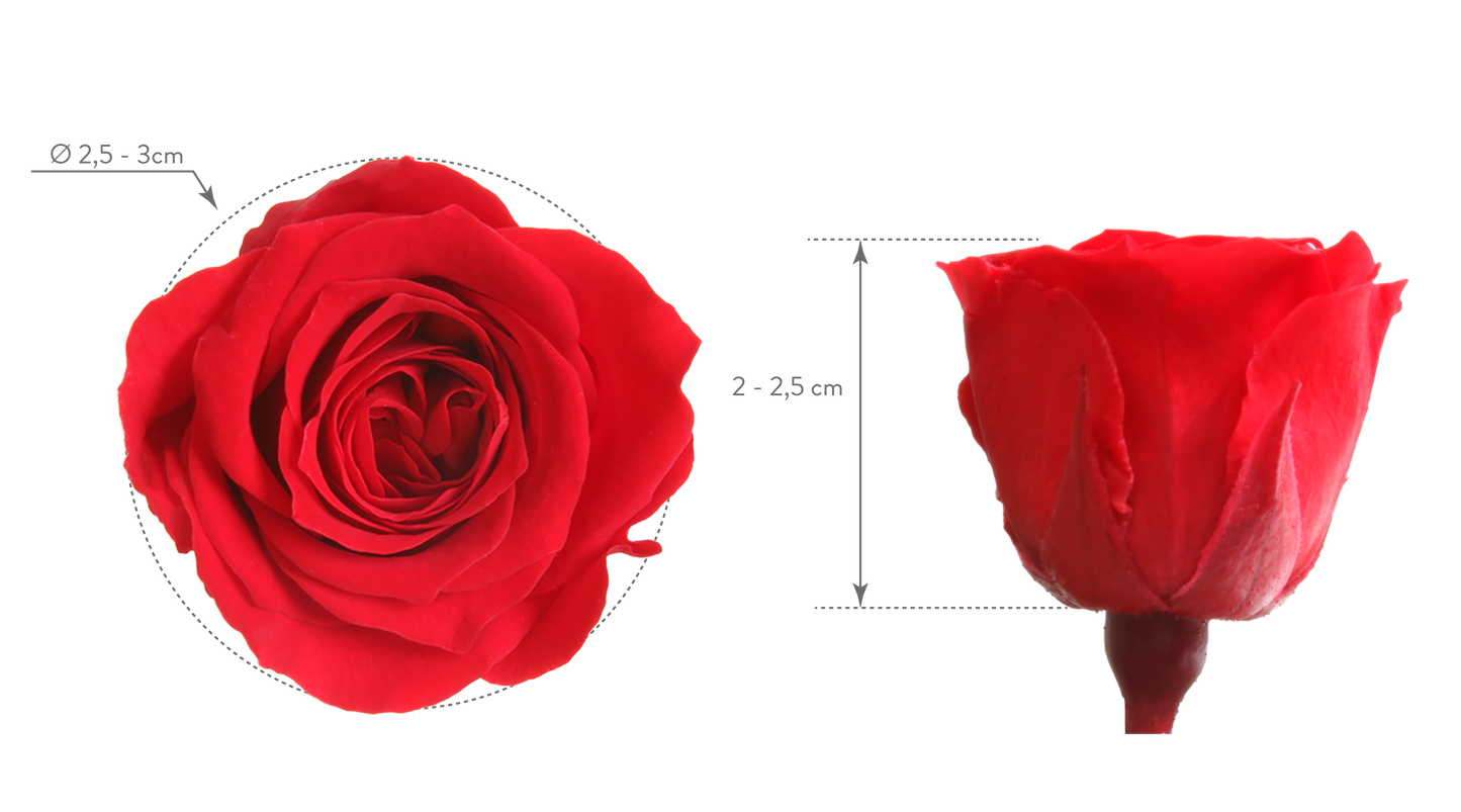 Princess rose head dimensions