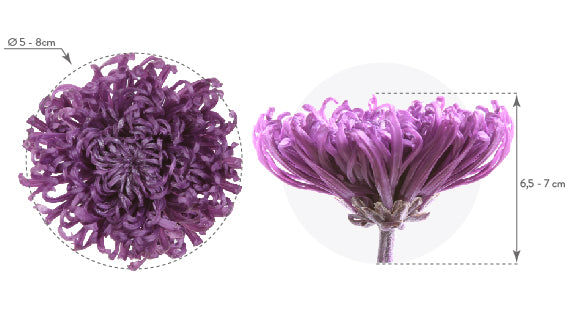 Anastasia dimensions