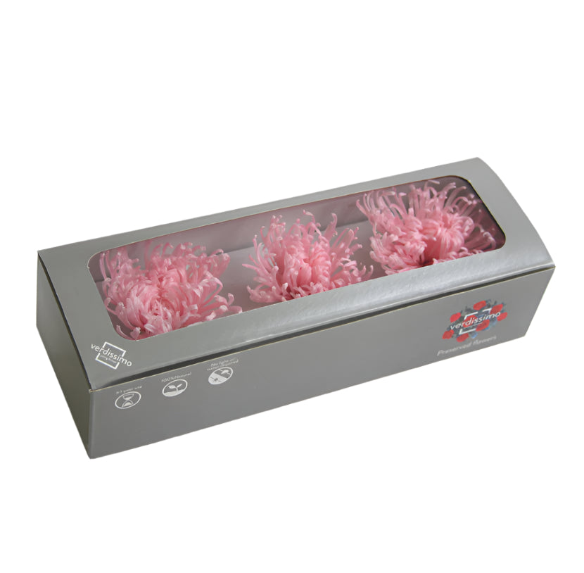 Three pastel pink anastasia heads in a box