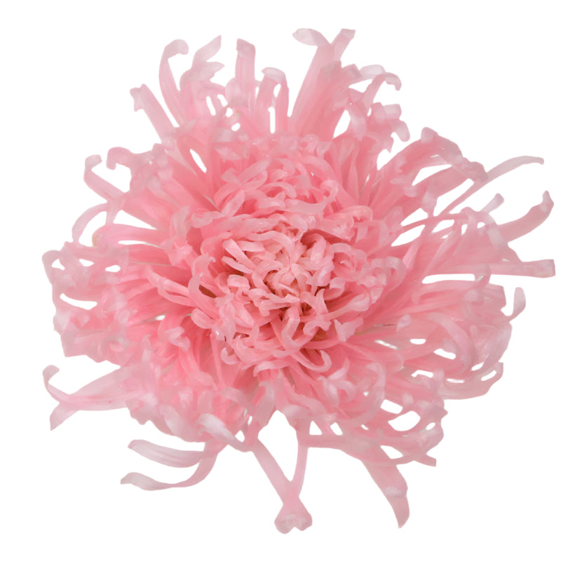 Anastasia pastel pink