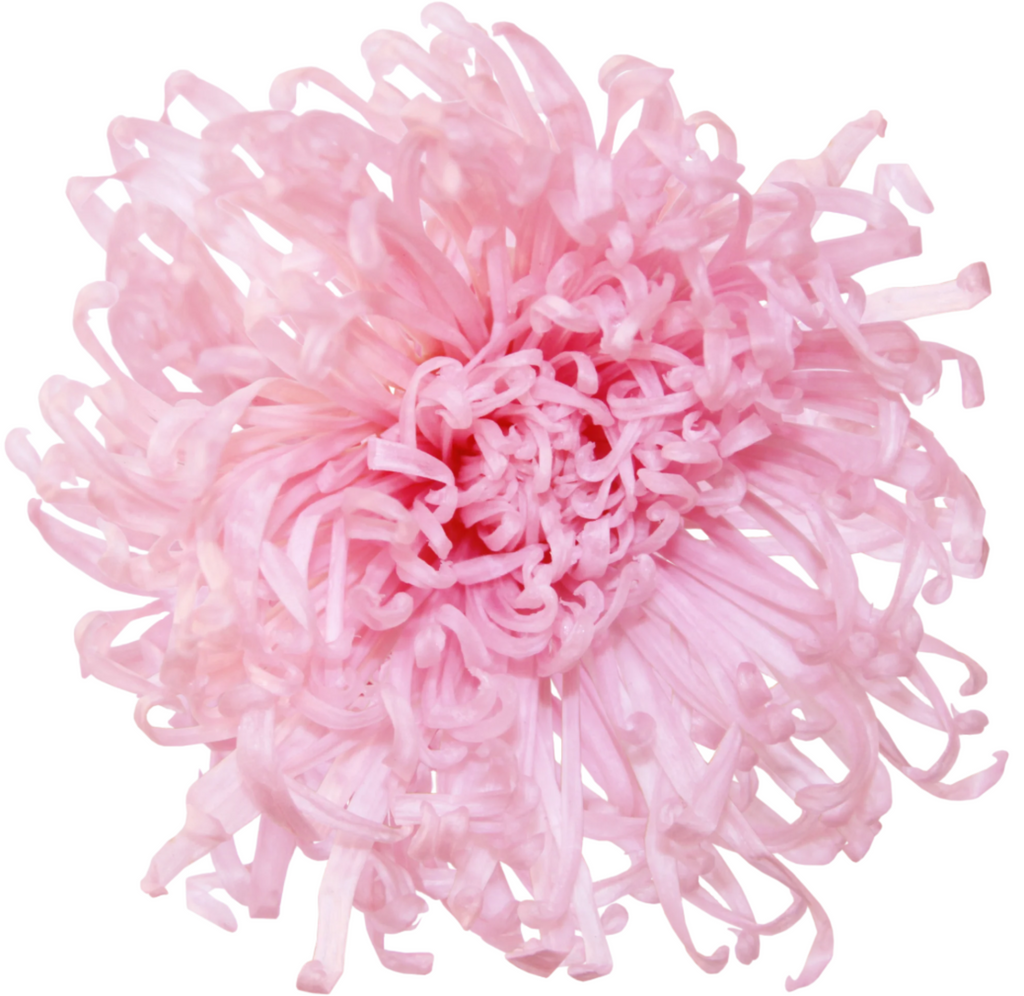 Anastasia pastel pink 