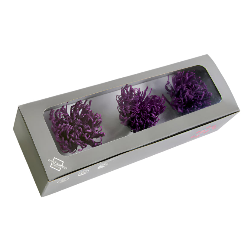 Three purple anastasia heads in a box