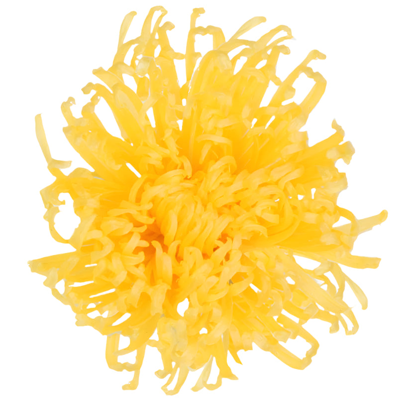 Anastasia warm yellow