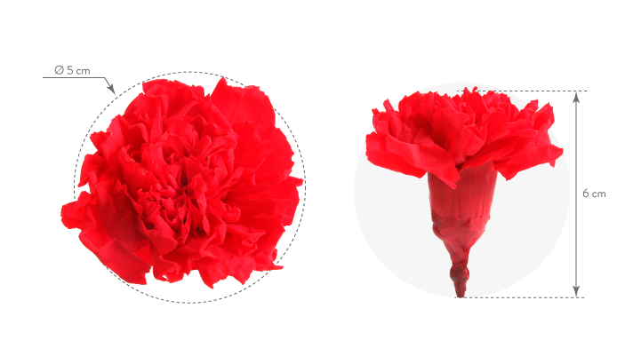 Dimensions of carnation heads without stems
