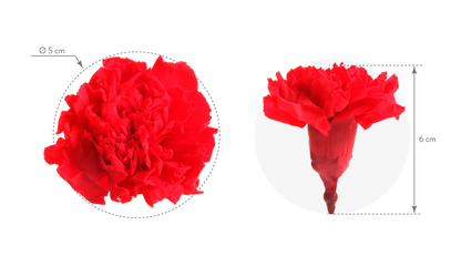 Dimensions of carnation heads without stems