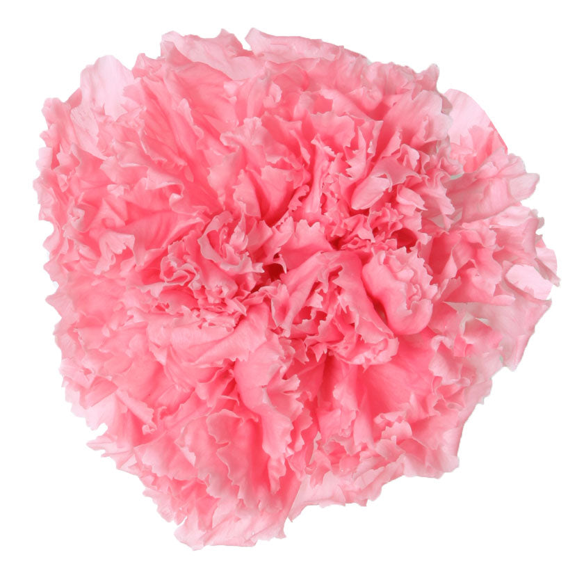 Pink carnation head without stem