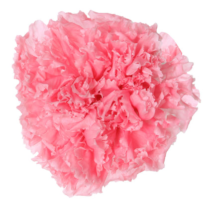 Pink carnation head without stem