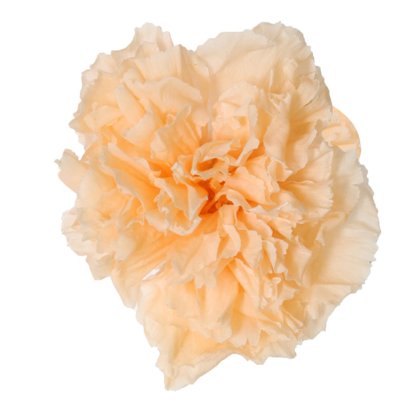 Peach carnation head without stem