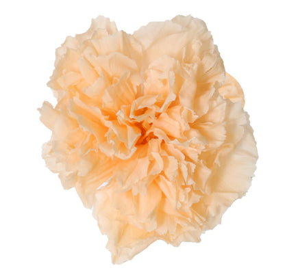 Peach carnation head without stem