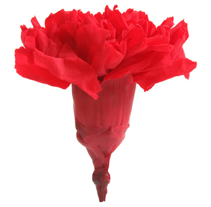 Red carnation without stem