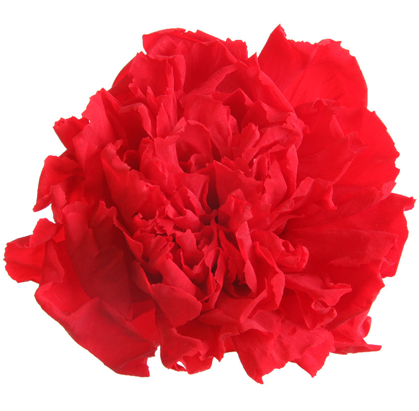 Red carnation head without stem