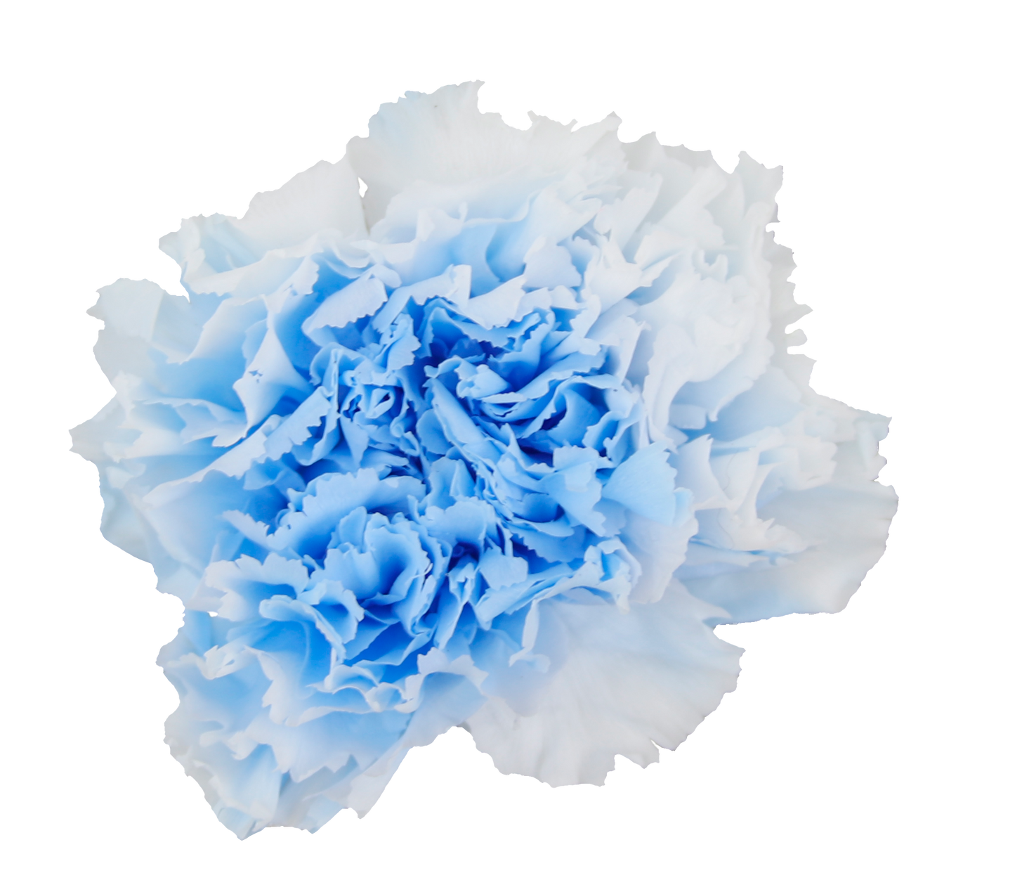 Duet white and blue carnation heads without stem