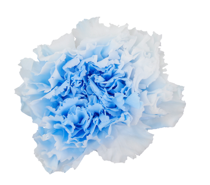 Duet white and blue carnation heads without stem