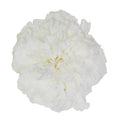 White carnation head without stem