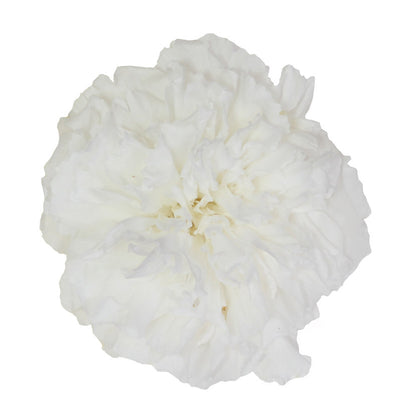 White carnation head without stem