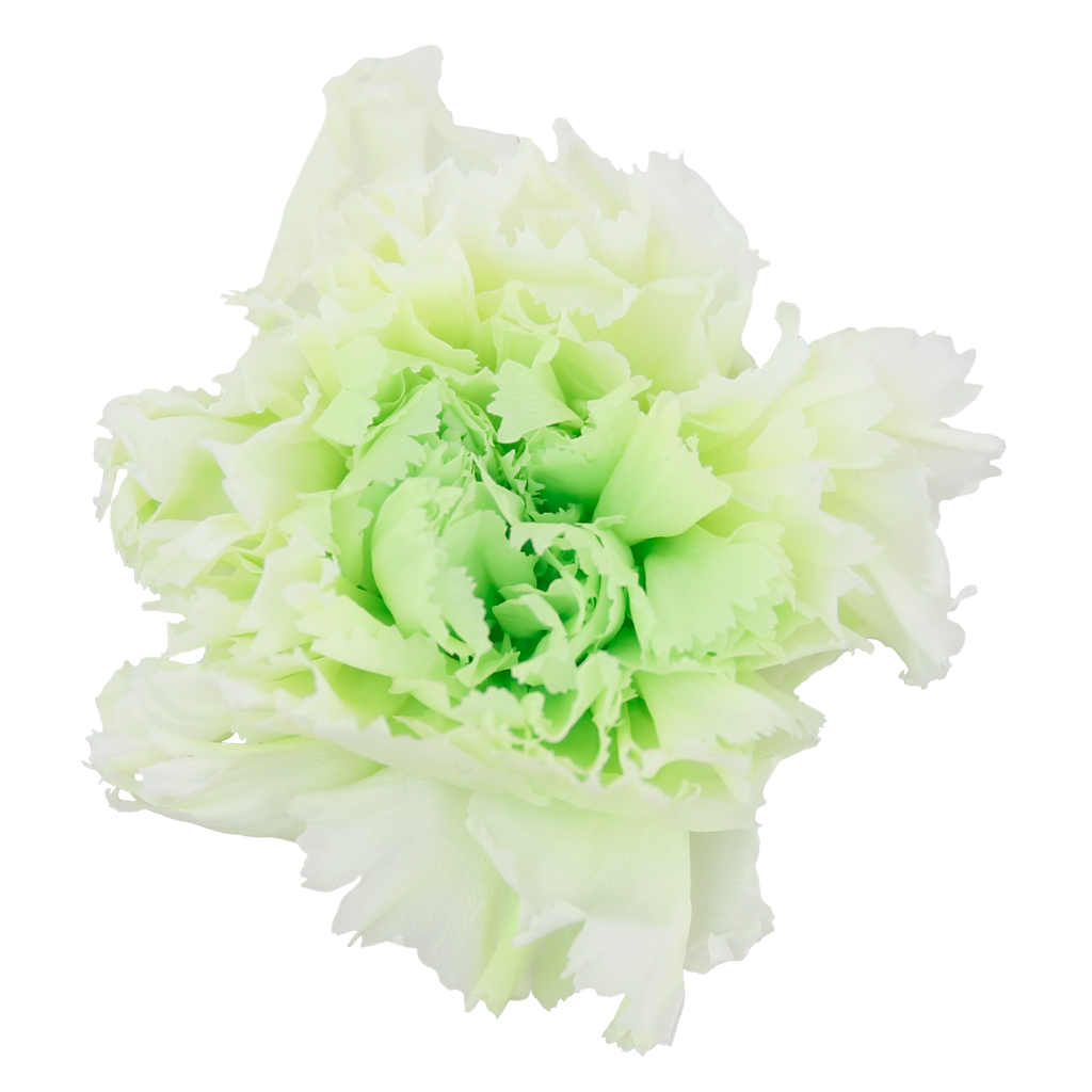 Duet white and green carnation head without stem