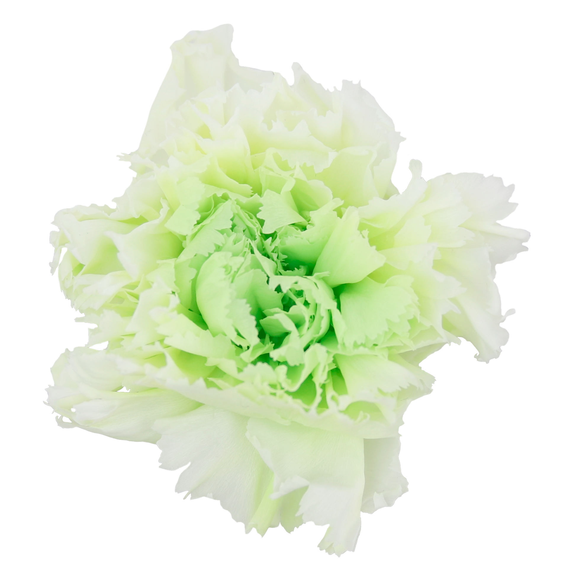 Duet white and green carnation head without stem