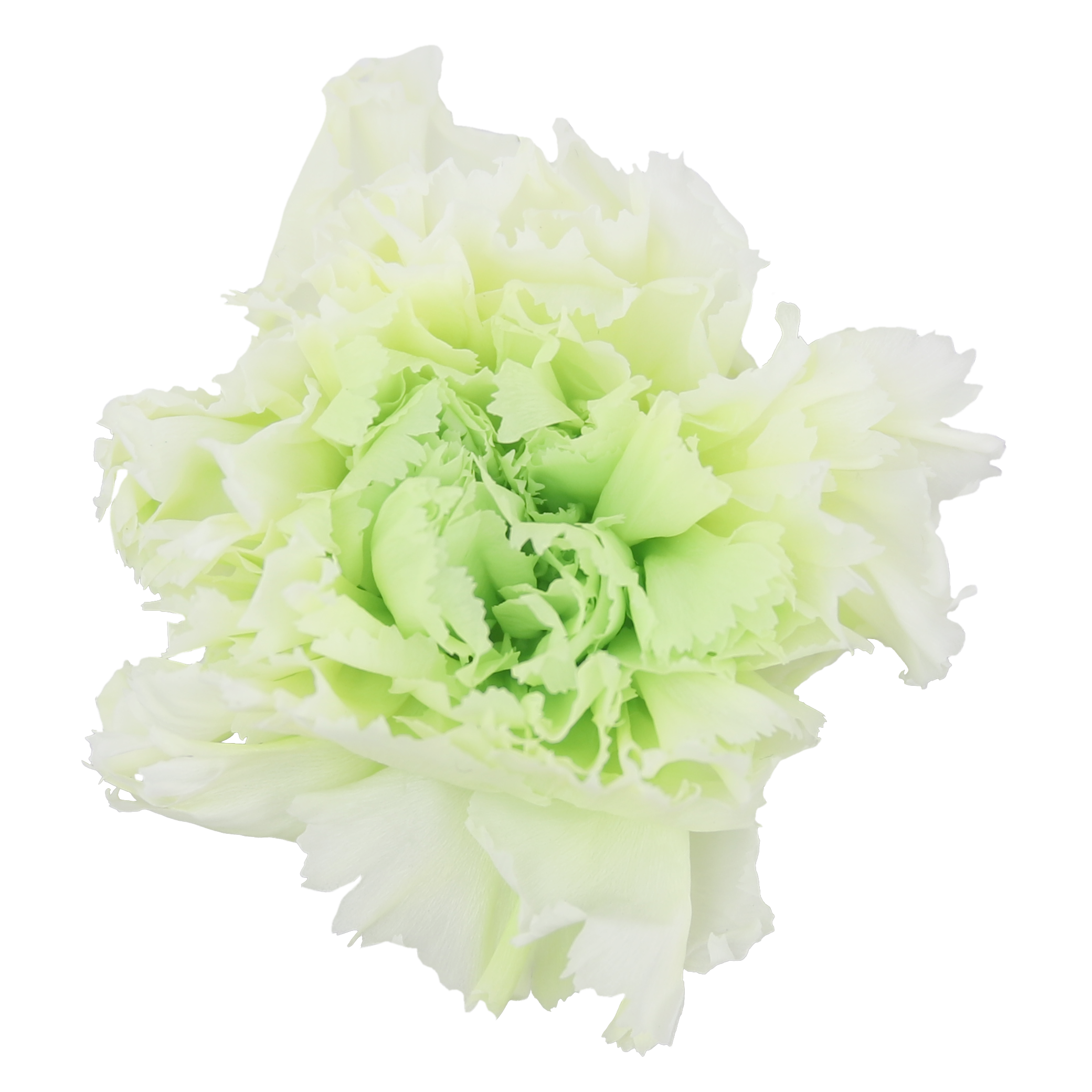 Duet white and green carnation head without stem