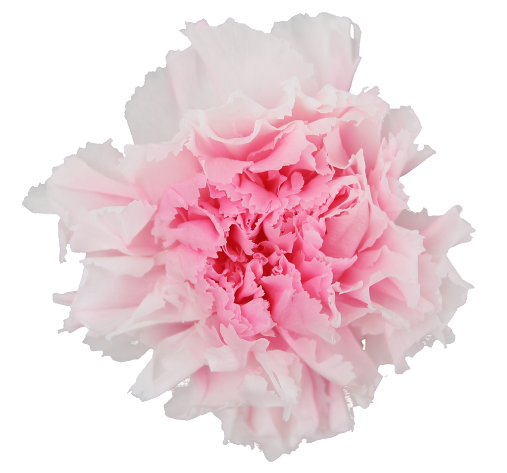 Duet white and pink carnation heads without stem