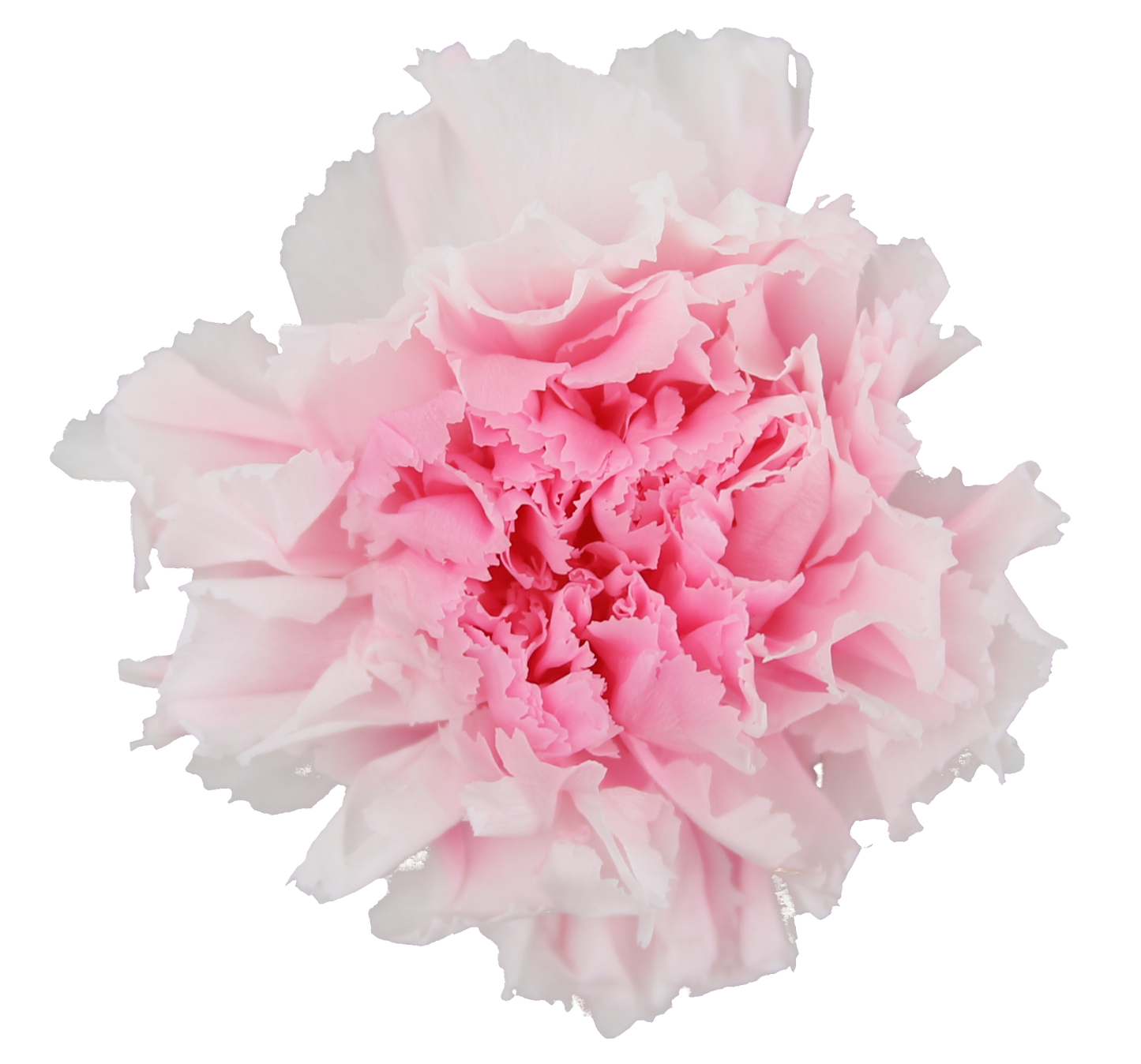 Duet white and pink carnation heads without stem