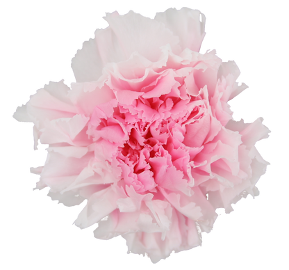 Duet white and pink carnation heads without stem