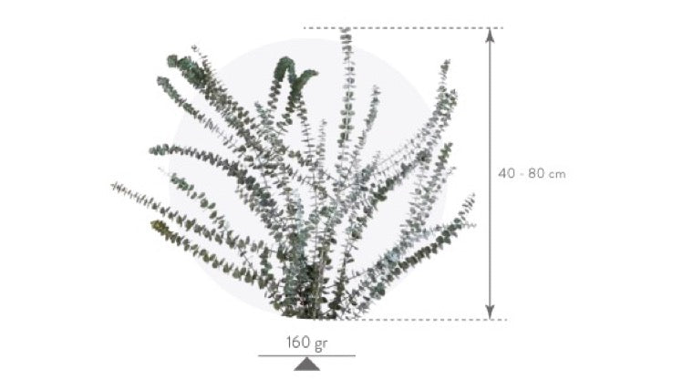 Eucalyptus baby blue measurements