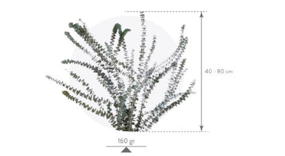 Eucalyptus baby blue measurements