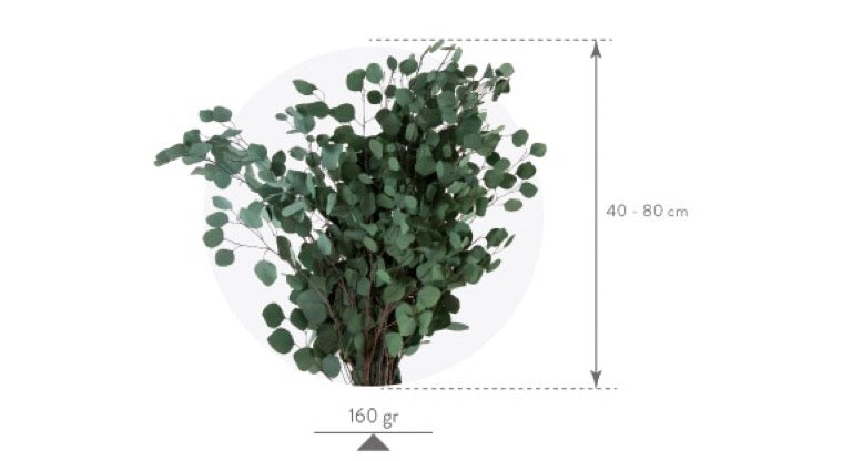 Eucalyptus populus measurements