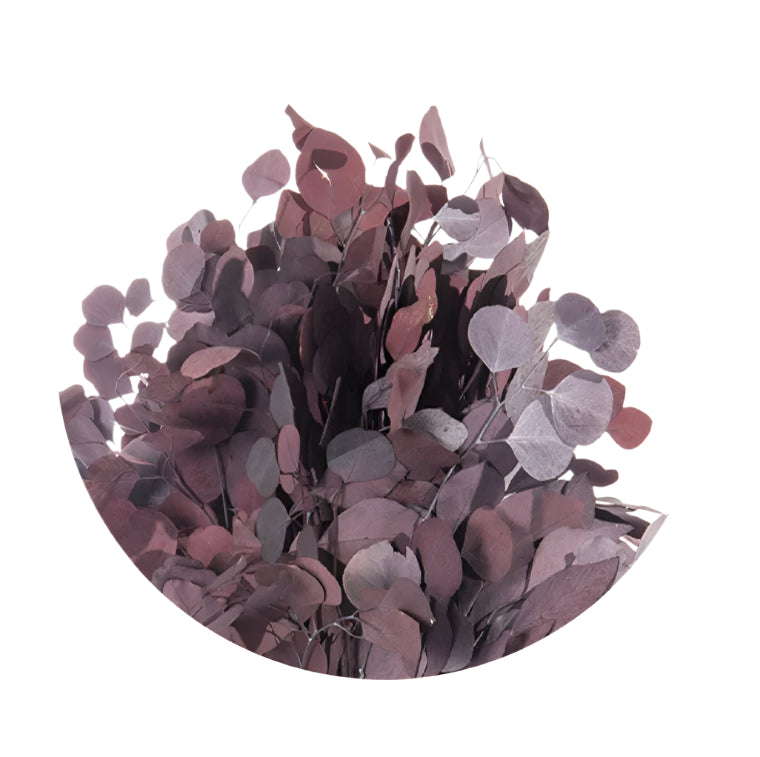 Populus eucalyptus red