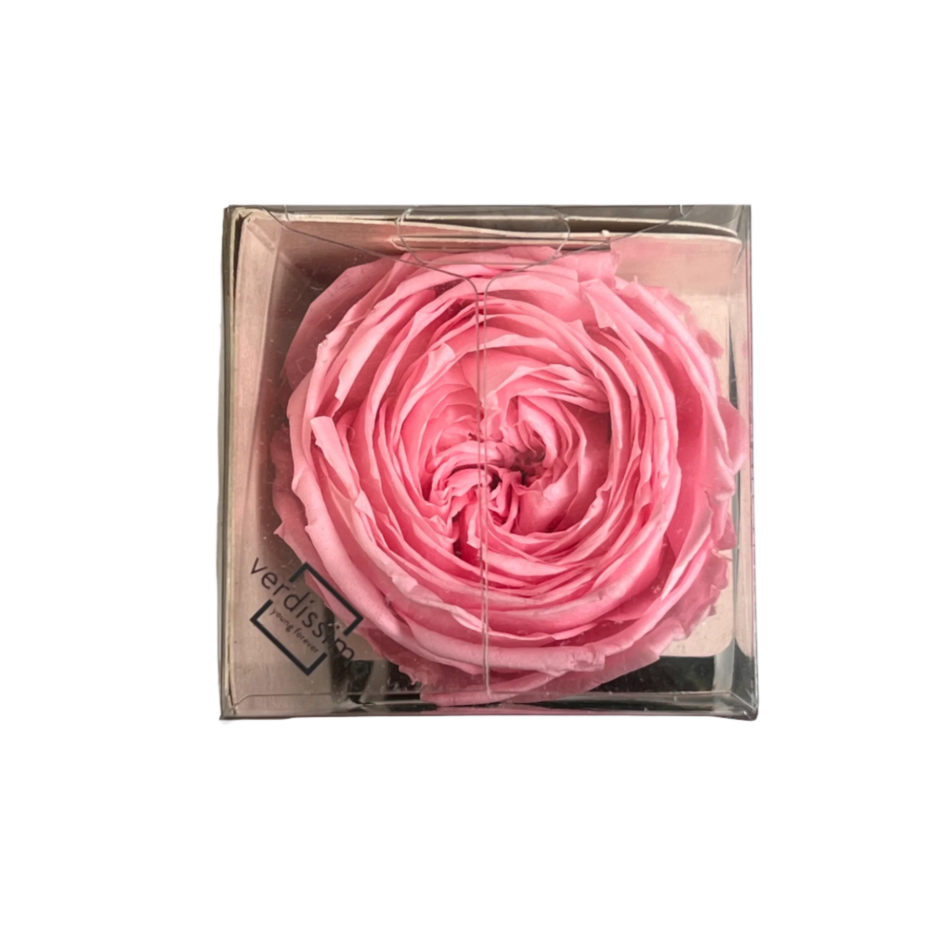 Pink garden rose head mini in a gift box