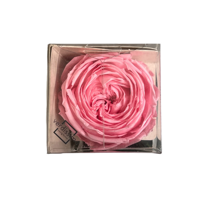 Pink garden rose head mini in a gift box