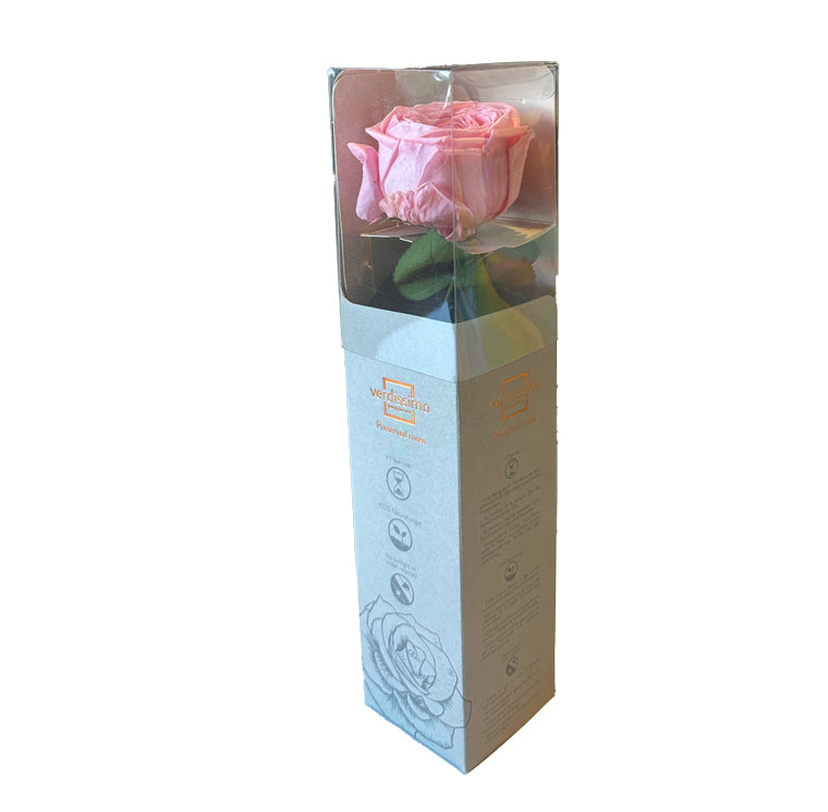 Pink garden rose mini in a gift box