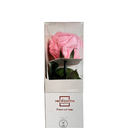 Pink garden rose mini in a gift box