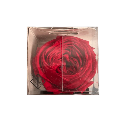 Red rose in a clear plastic box on a light gray background