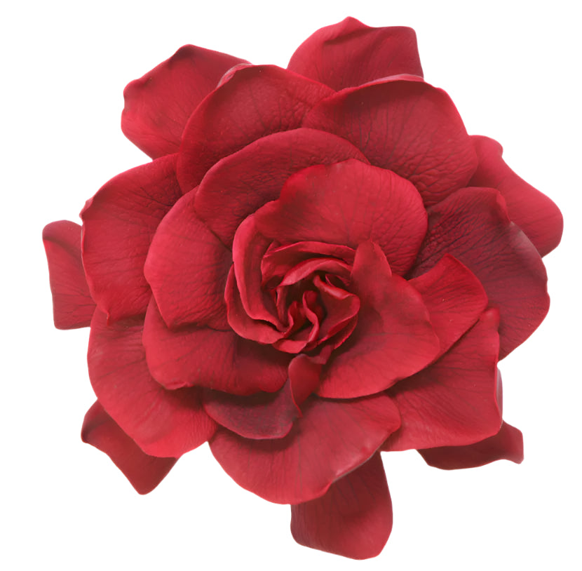 Burgundy gardenia head