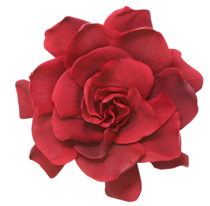 Burgundy gardenia head