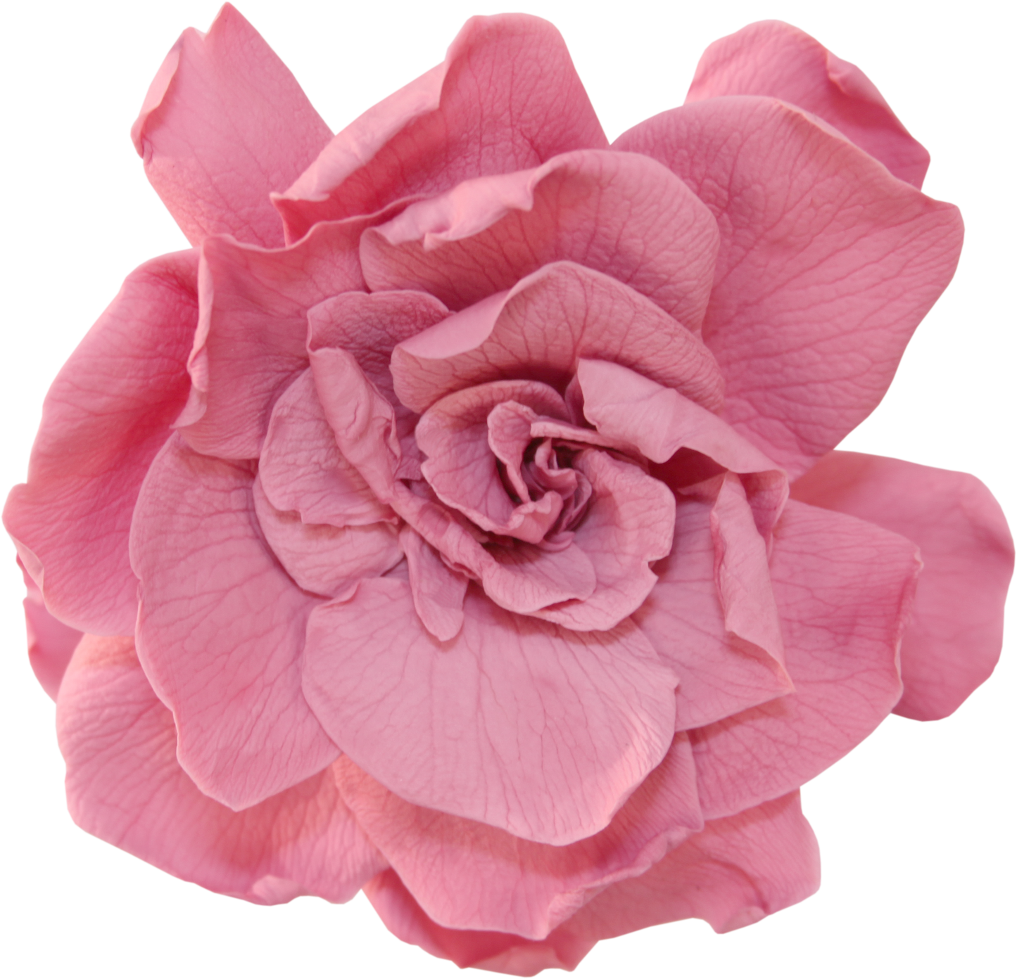 Cherry blossom gardenia head