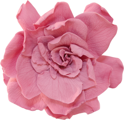 Cherry blossom gardenia head