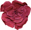 Cranberry gardenia head