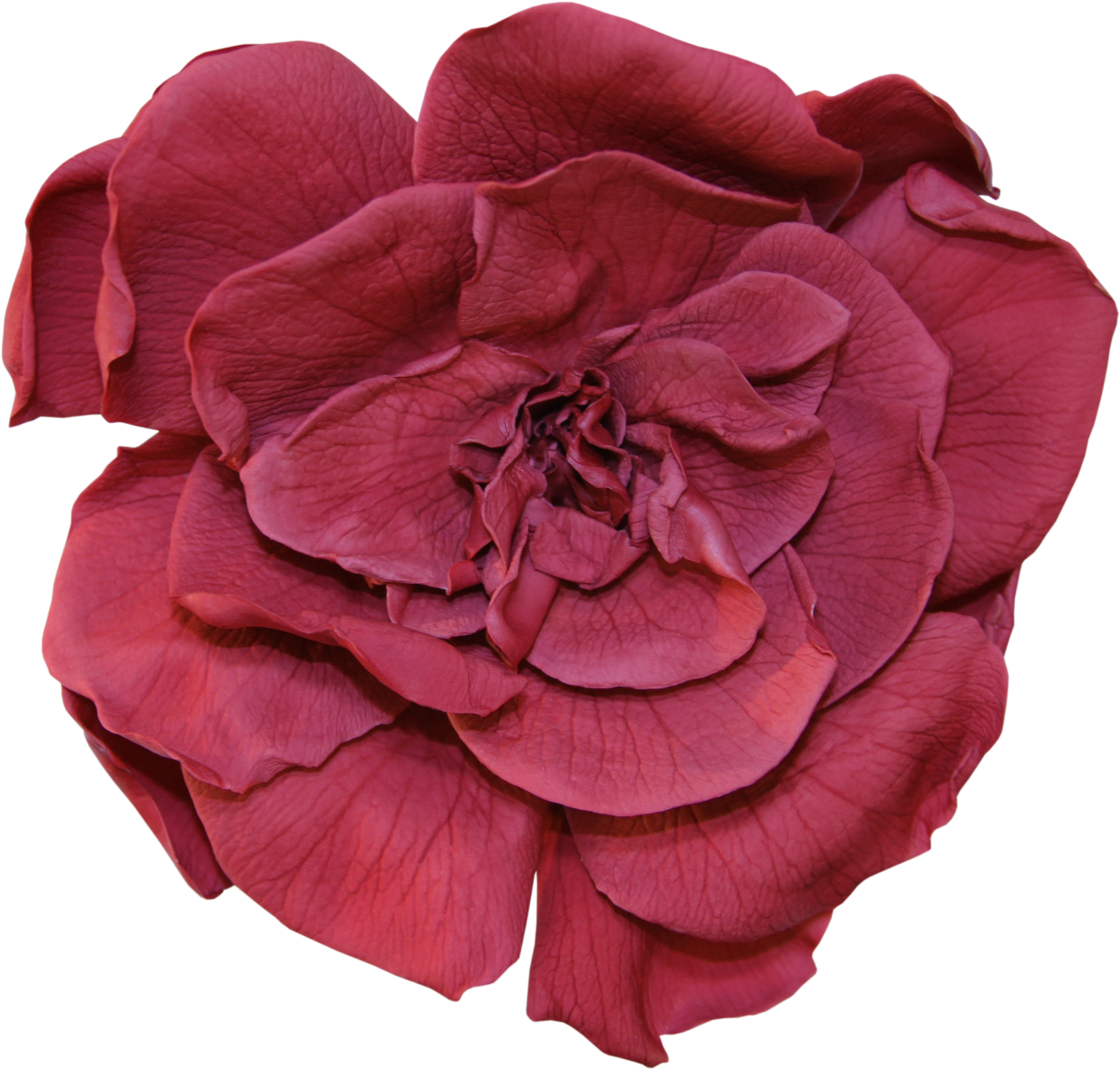 Cranberry gardenia head