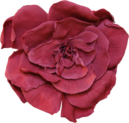 Cranberry gardenia head