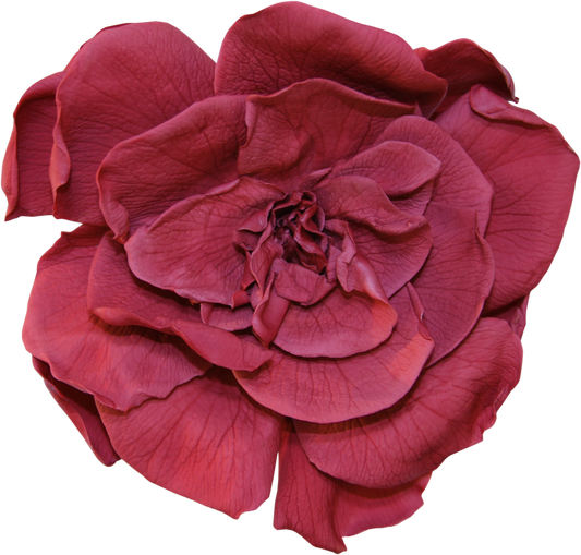 Cranberry gardenia head