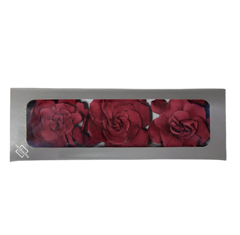 Cranberry gardenia head in a box