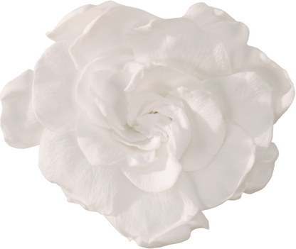 White gardenia head