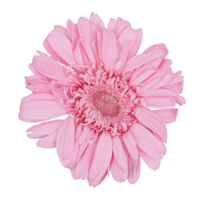 Pastel pink gerbera head standard