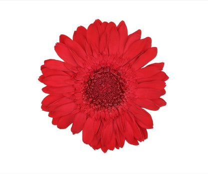 Red gerbera head standard