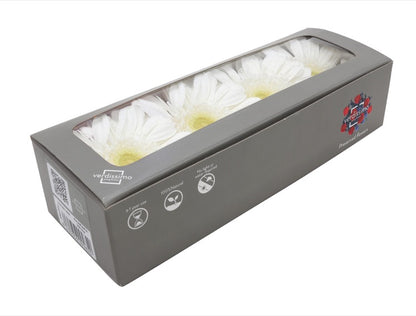 White gerbera head in a box