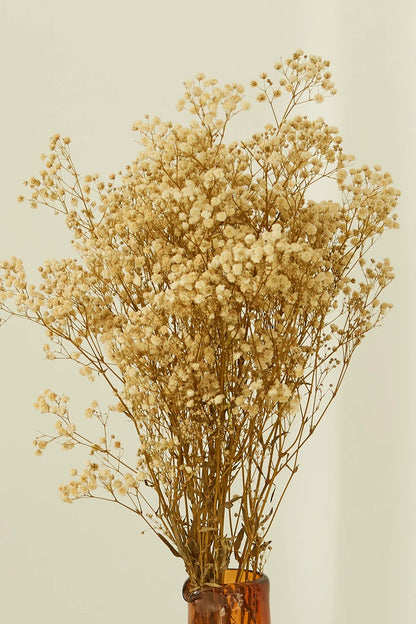 Gypsophila
