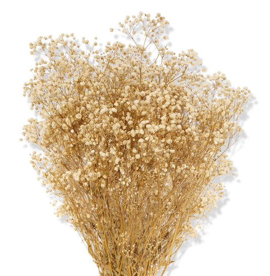 Gypsophila