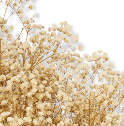 Gypsophila